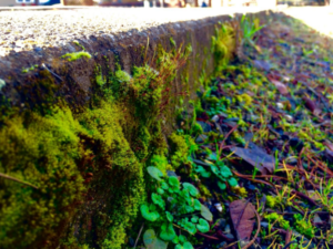 Grow moss -- on purpose? 